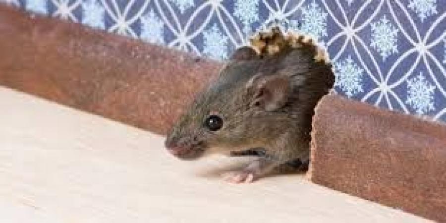 احذريها.. 6 أسباب تجعل الفئران تغزو منزلك