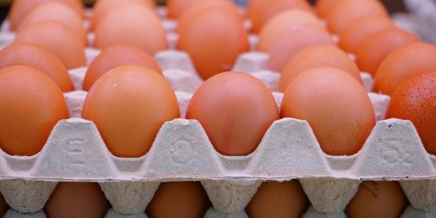 ارتفاع أسعار البيض الأحمر والبلدي في الأسواق