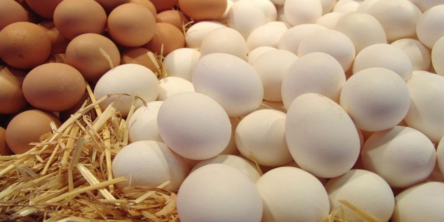 انخفاض كبير في أسعار البيض في الأسواق.. وشعبة الدواجن تكشف السبب